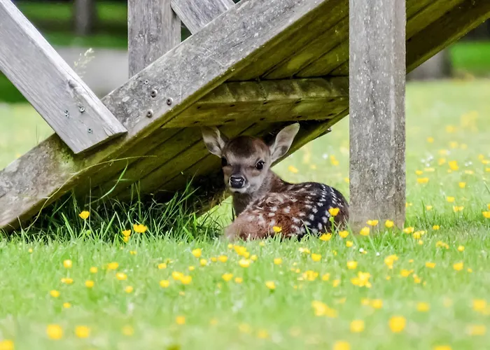 Deer Cottage 2 Uk39332