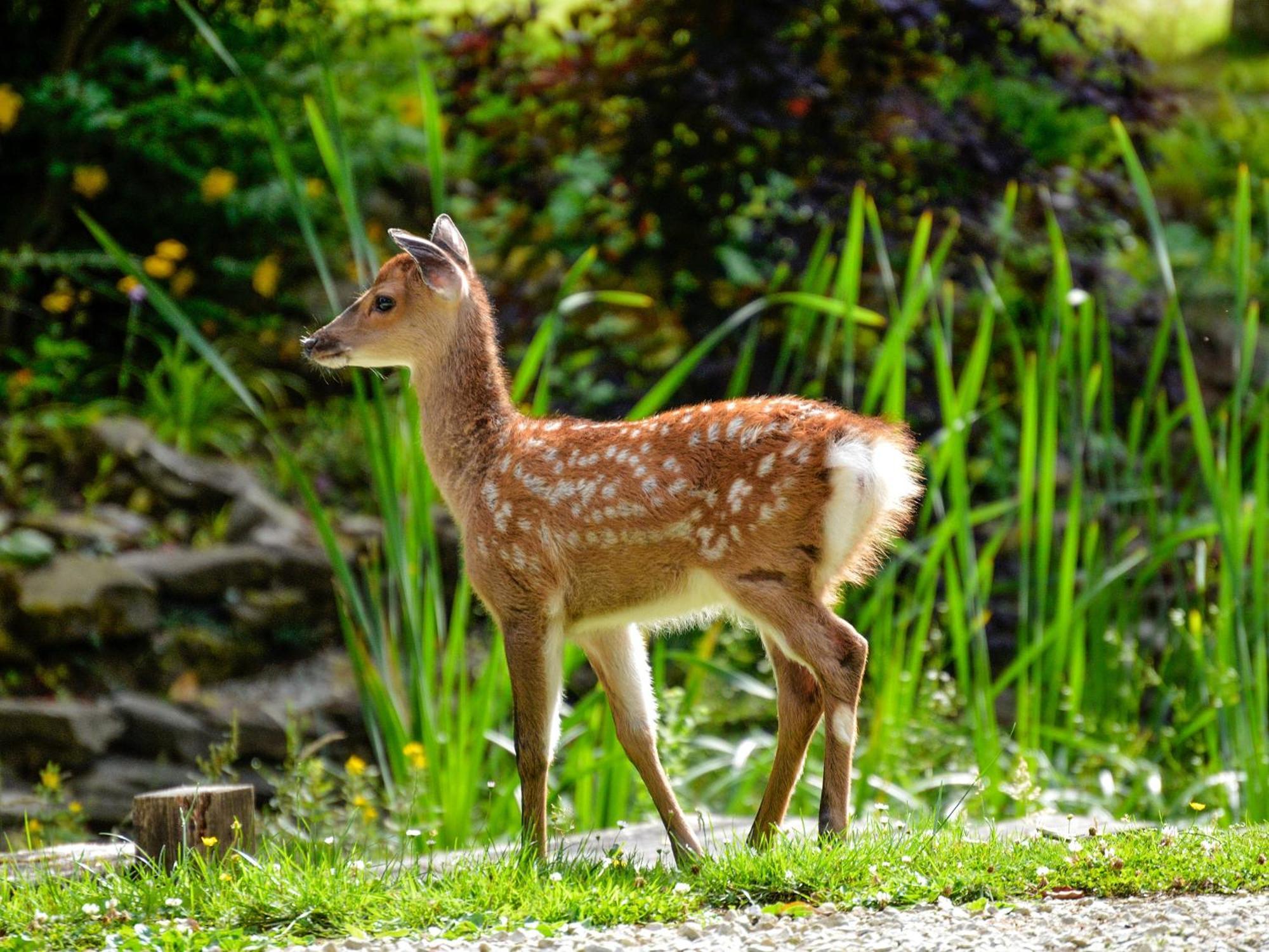 Deer 2 Uk39332 *