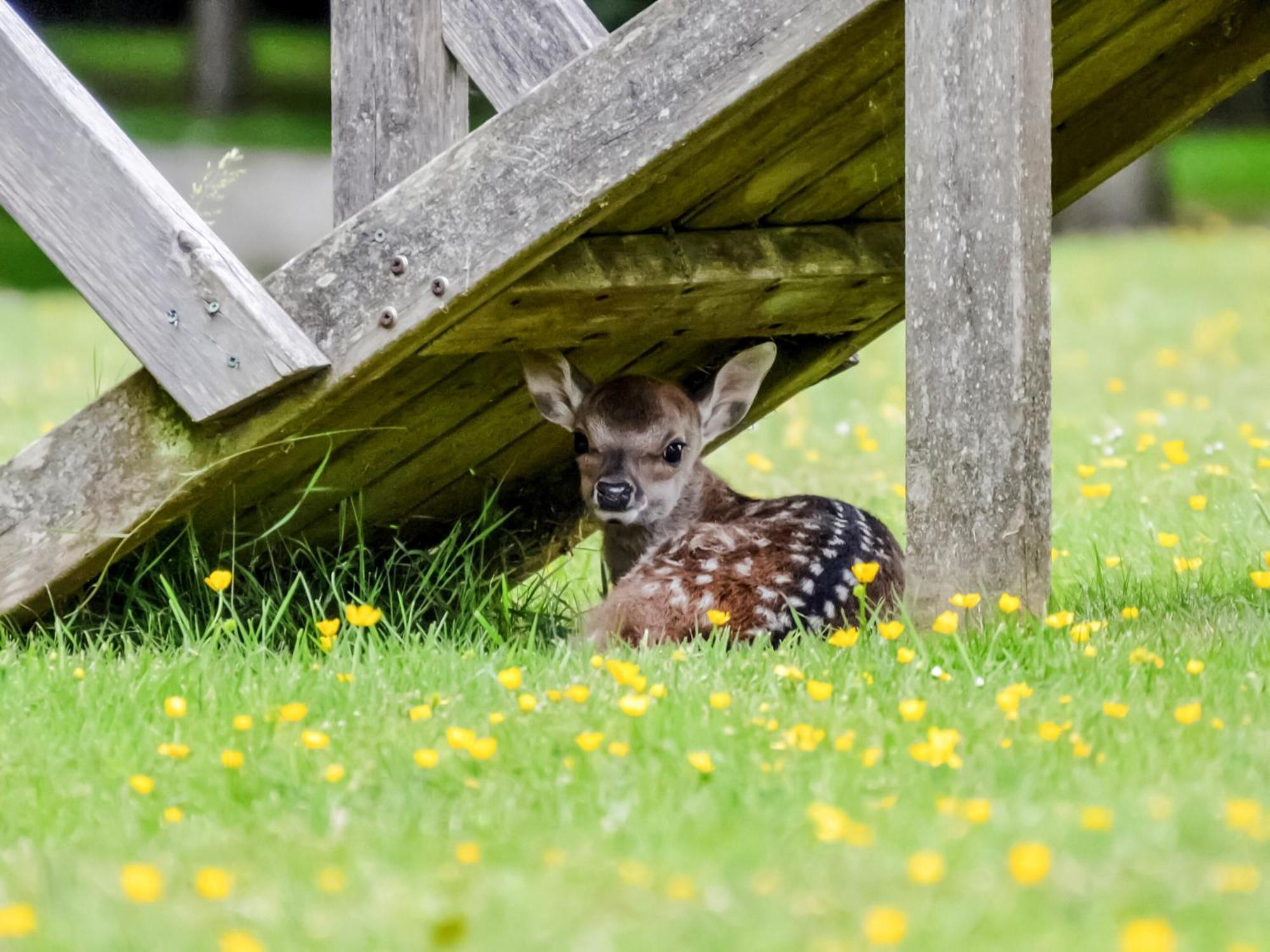 Deer 2 Uk39332 *