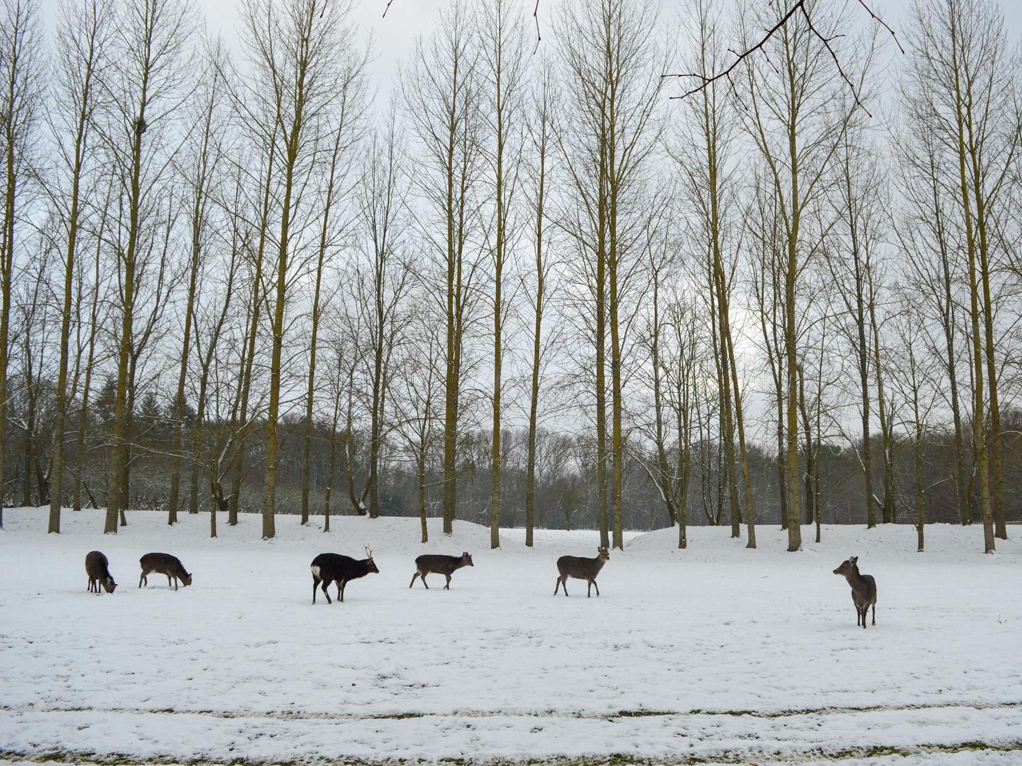 Deer 2 Uk39332 Holiday home